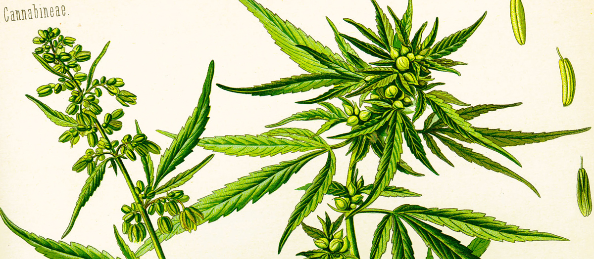Cannabis Sativa L. - medizinische Betrachtungsweisen