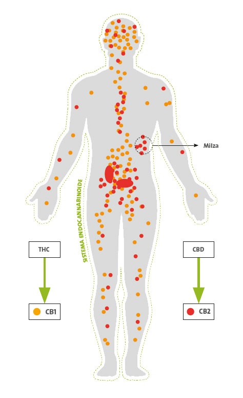 Sistema endocannabinoide
